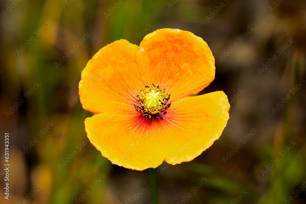 Long-headed Poppy (Papaver dubium) Long-headed Poppy (Papaver dubium)