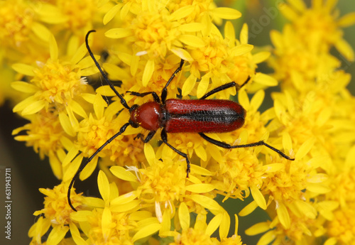 Sutured Long-horned Beetle (Batyle suturalis) eating pollen from the yellow flowers of a goldenrod plant. Yellow grains of pollen can be seen on the beetle's exoskeleton. photo