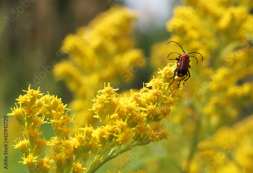 Fotografi Male and female sutured long-horned beetles (Batyle suturalis) mating atop the frond of a goldenrod (Solidago)