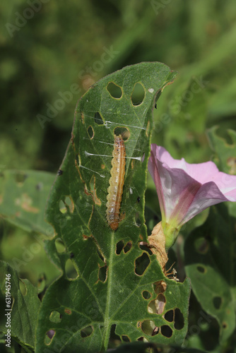 Tortricid moth caterpillar beginning to cocoon itself inside the leaf of a field bindweed. The bindweed leaf is full of tiny holes where it has been chewed on. photo