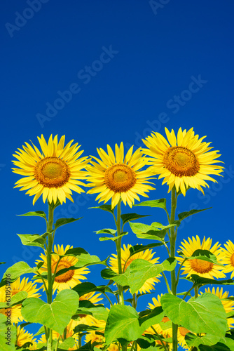 field of sunflowers against sky