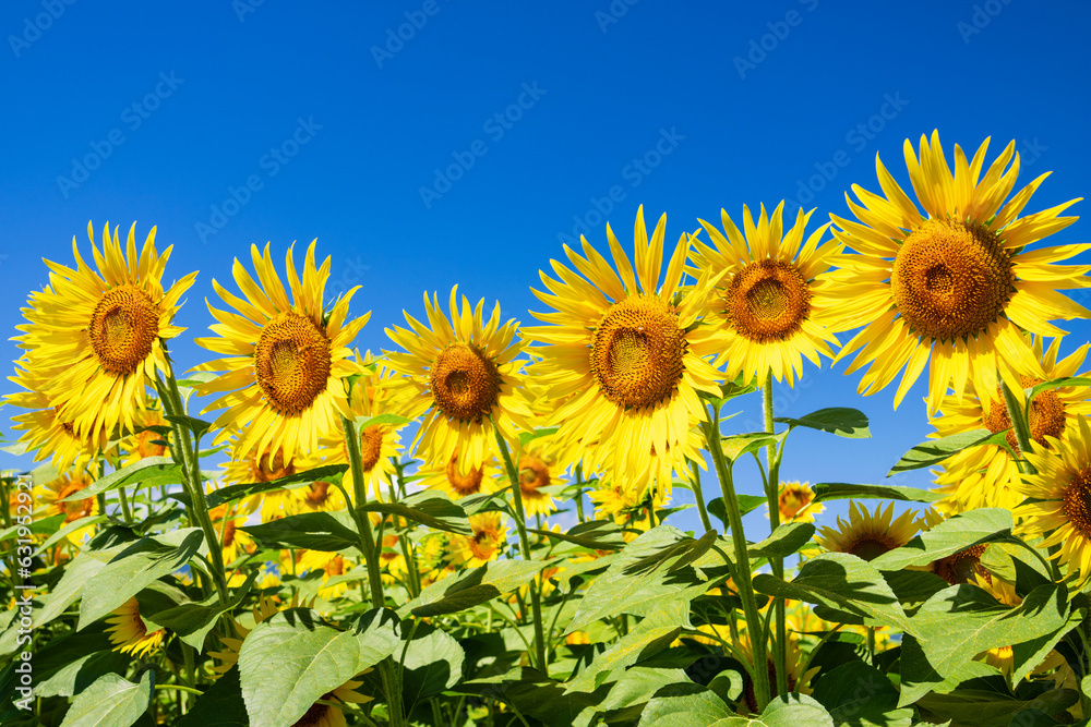 field of sunflowers in the summer