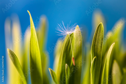 Zielona trawa z nasionkiem dmuchawca