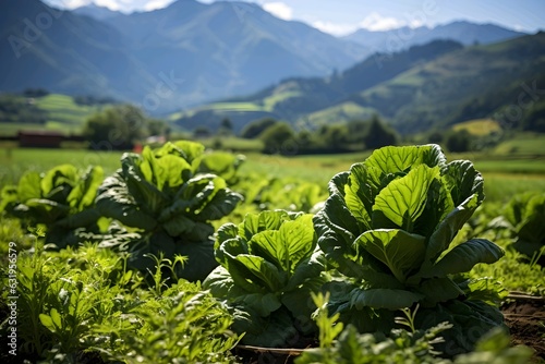 Lettuce field with mountains in the background