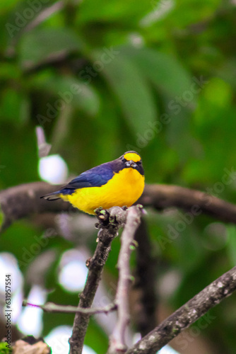 yellow billed toucan