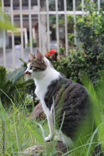 cat in the garden