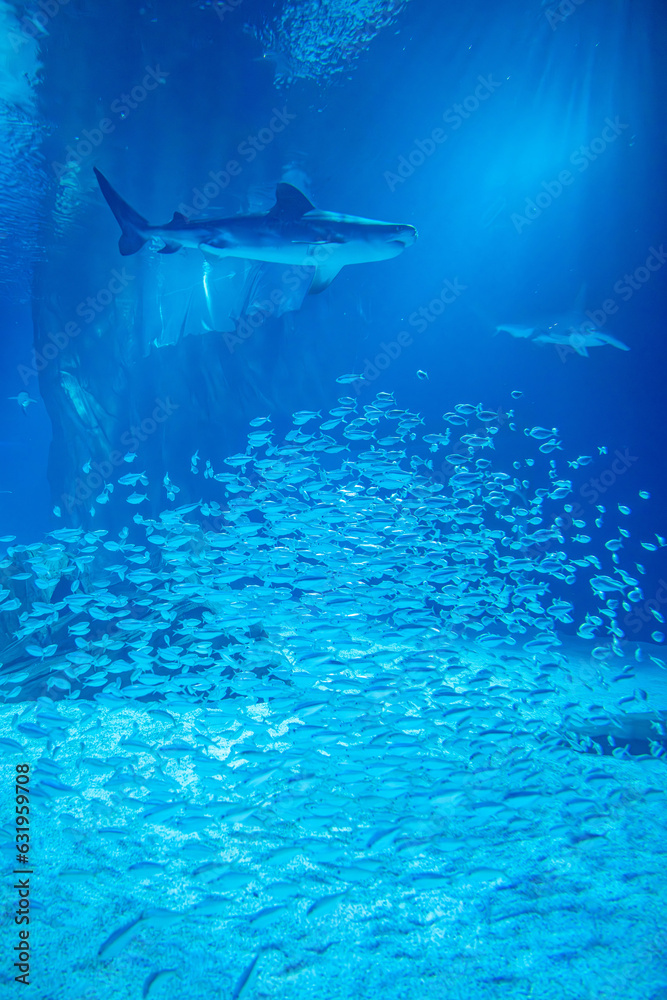 Obraz premium aquarium