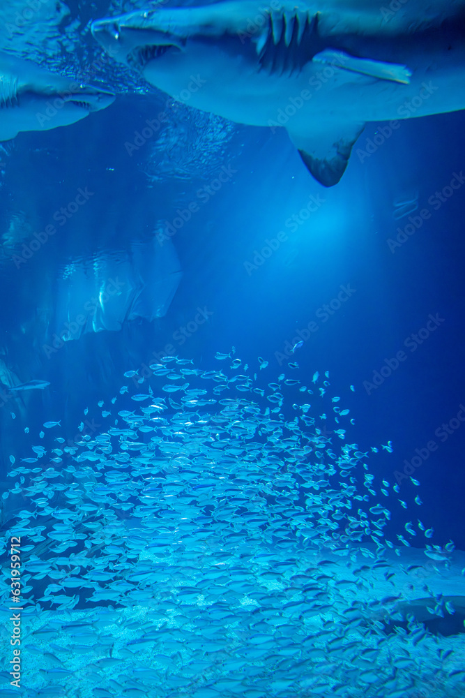 Fototapeta premium aquarium