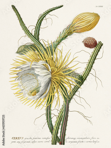 Night Blooming Cereus. Botanical illustration from the 18th century by G. D. Ehret photo