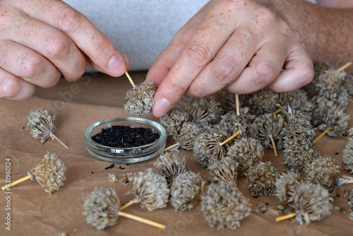 Woman's hands collecting seeds from dry chives flowers