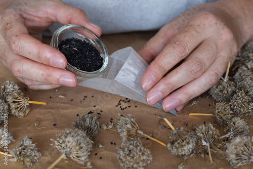 Fototapeta Naklejka Na Ścianę i Meble -  Woman's hands pouring chive seeds collected from dried flowers into packet