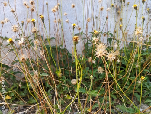 Biden alba or Spanish Needle, Scientific Name Bidens pilosa L. Are weeds and herbs. Bidens pilosa flowers