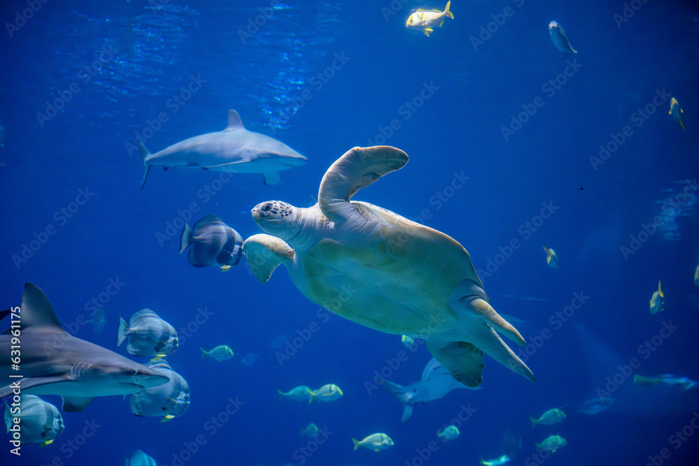 Fototapeta premium aquarium