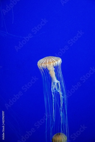 jellyfish © mark