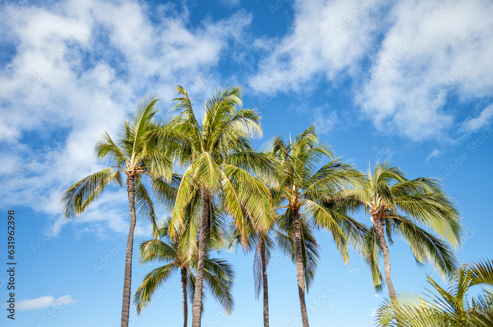 Blue Sky with Cirrus Clouds Above a Coconut Palm Grove in Sunlight.