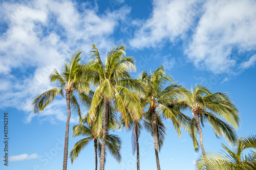 Blue Sky with Cirrus Clouds Above a Coconut Palm Grove in Sunlight.