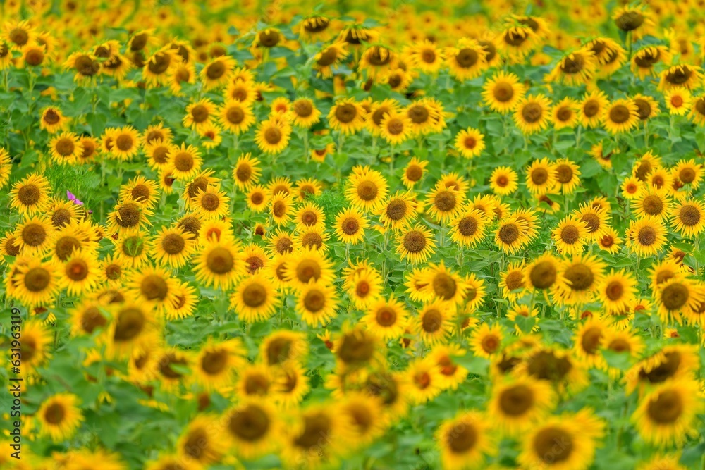ちょうど見頃の満開のヒマワリ畑の情景