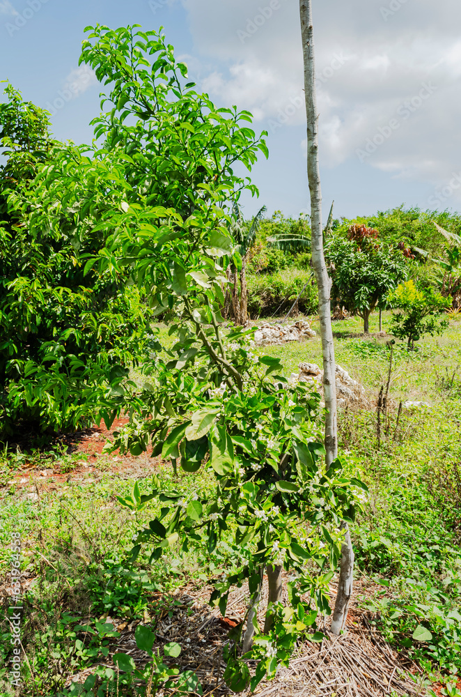 Small Mulberry Tree Small Mulberry Tree