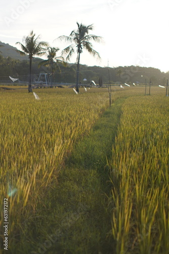 beautiful ricefield on the karimun java island photo