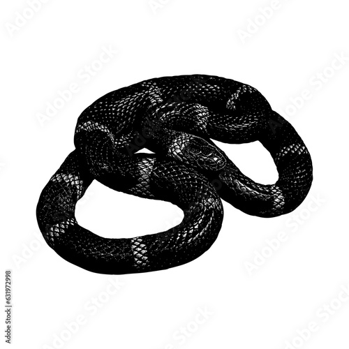 Scarlet Kingsnake hand drawing vector isolated on background.