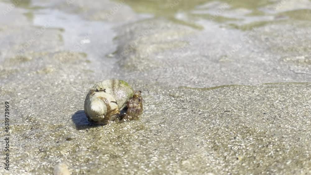 close up shot of a hermit crab on wet sand at low tide, on a bright sunny day. close up shot of a hermit crab on wet sand at low tide, on a bright sunny day.
