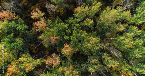 Green foliage. Aerial tree tops. Autumn forest serene nature in national park beauty of wild reserve fall landscapes drone view.