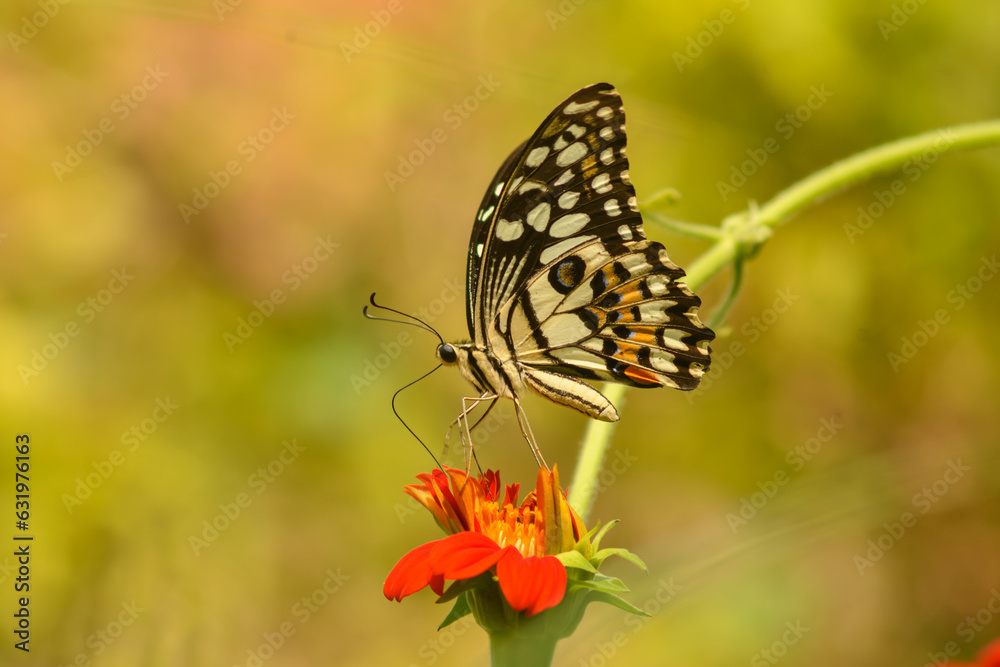 Beautiful nature butterfly perched on a beautiful natural red flower. concept of conservation of nature and the environment Beautiful nature butterfly perched on a beautiful natural red flower. concept of conservation of nature and the environment