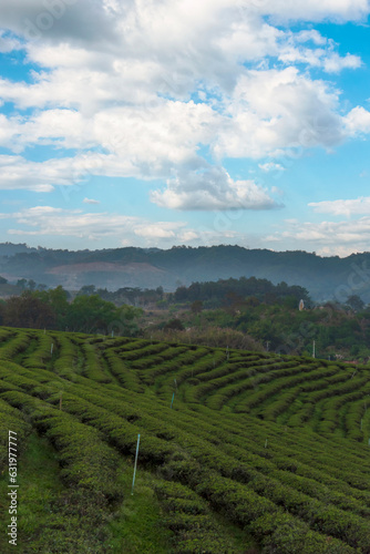 Vertical Green tea tree leaves field Fresh young tender bud herbal in farm on summer morning. Sunlight Green tea tree camellia sinensis in organic farm. Vertical Tree tea plant green nature farmland