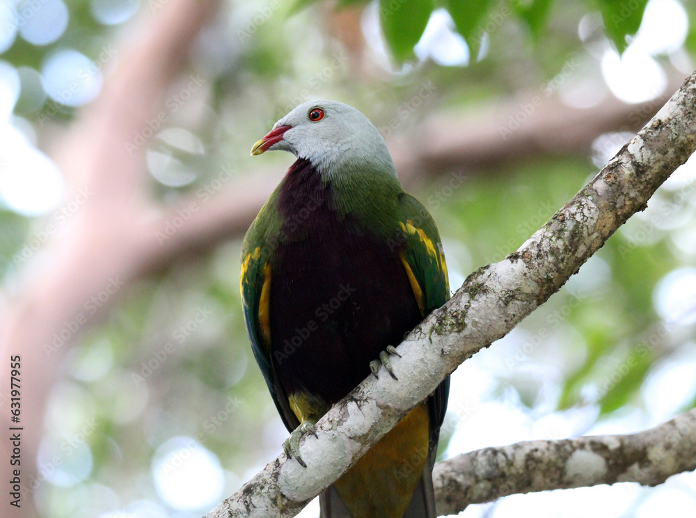 Obraz premium Wompoo fruit-dove bird sitting on a tree branch in a rainforest