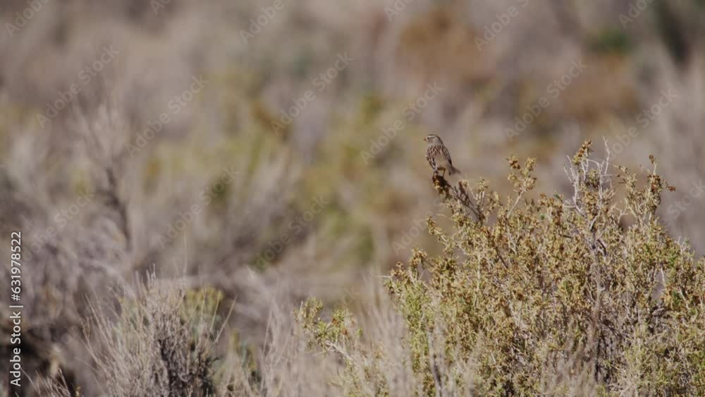 A Small Song Sparrow Bird on Mojave Desert Brush in Nevada Wilderness A Small Song Sparrow Bird on Mojave Desert Brush in Nevada Wilderness