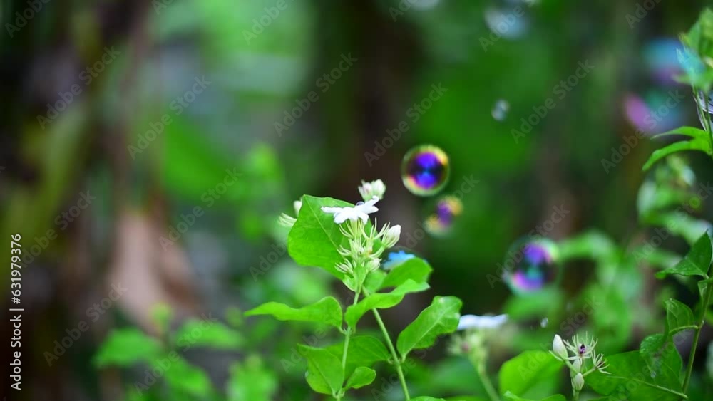 White Cosmos garden Pastel flower floral soft nature blossom Field with windy bubble blowing on green background. Summer spring blossom flower garden blooming meadow. White botanical spring season White Cosmos garden Pastel flower floral soft nature blossom Field with windy bubble blowing on green background. Summer spring blossom flower garden blooming meadow. White botanical spring season