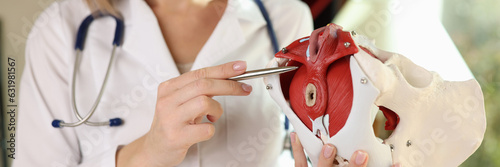 Doctor gynecologist shows location of female pelvis with muscles. photo