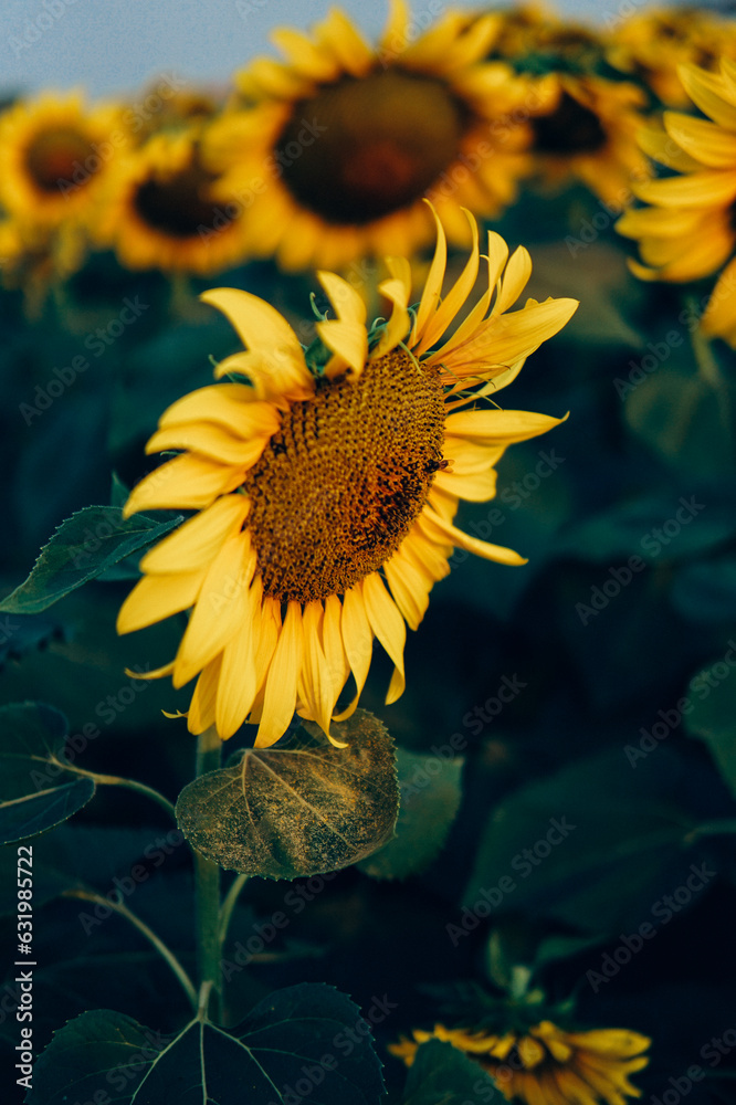 Naklejka premium sunflower and bee