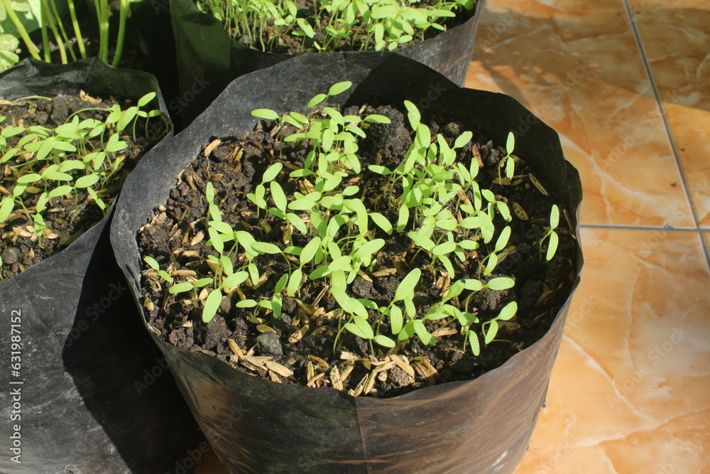 lots of spinach seeds sown in polybags lots of spinach seeds sown in polybags