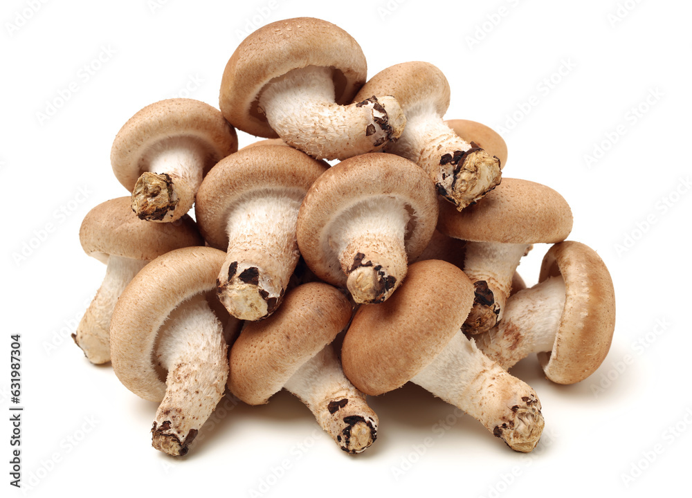 Shiitake mushroom on the White background Shiitake mushroom on the White background