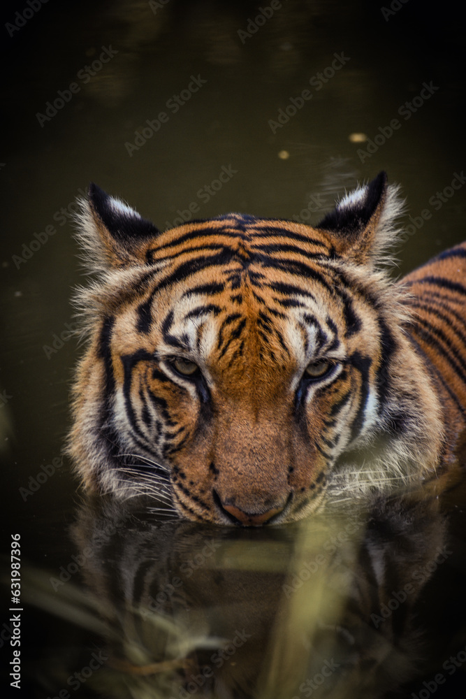 Naklejka premium tiger in zoo