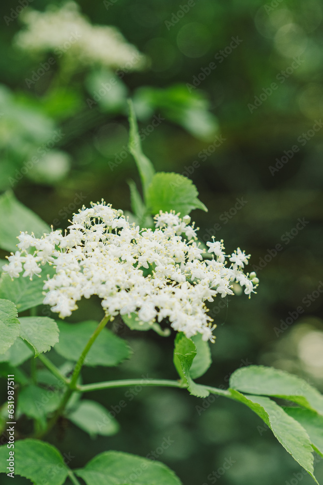 Elder flowers in garden. Sambucus nigra. Elder, black elder flowers. Alternative medicine