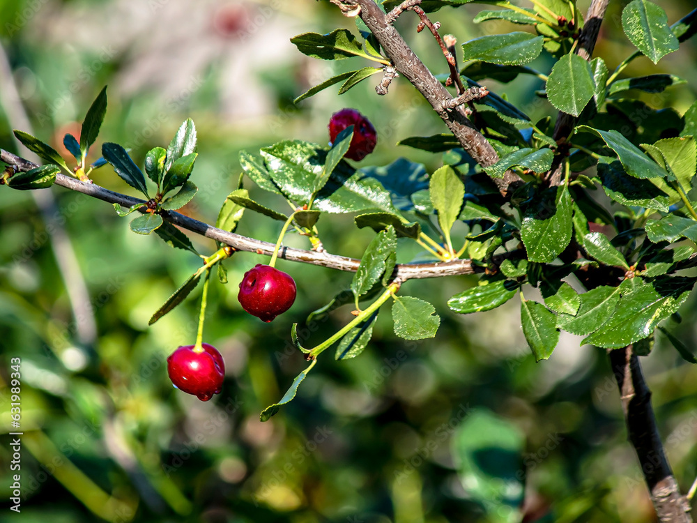 bright juicy ripe cherry on a branch in the garden bright juicy ripe cherry on a branch in the garden