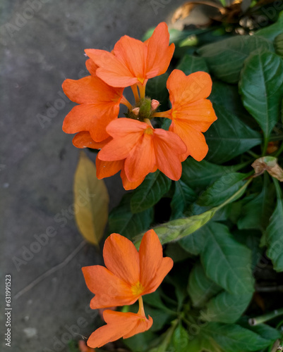 The beauty krossandra flowers are suitable for decoration in the front garden of the house. Selective focus.
 photo