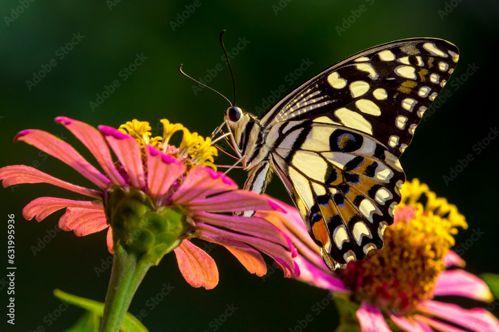 Obraz premium butterfly on flower