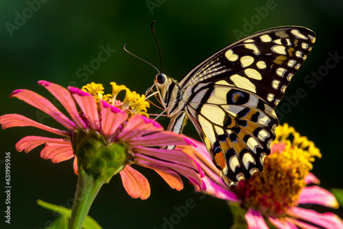 butterfly on flower © สุภกิจ พวงเจริญ