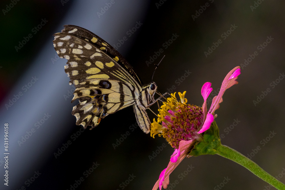 Obraz premium butterfly on flower