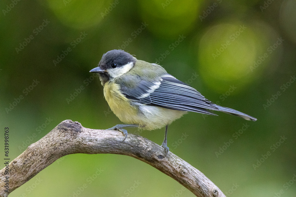 Fototapeta premium Kohlmeise (Parus major)