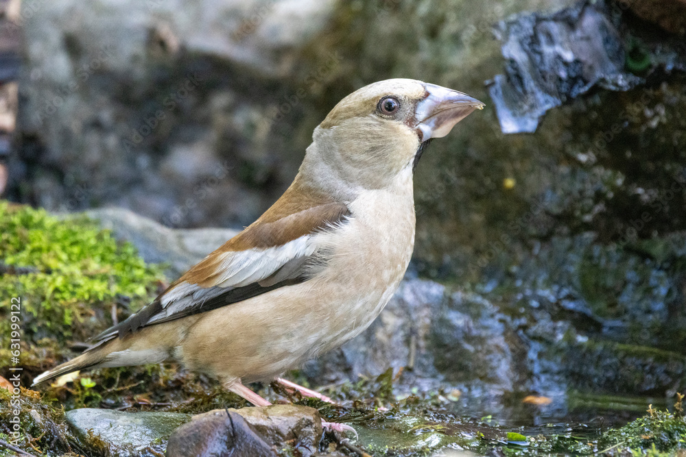 Kernbeißer (Coccothraustes coccothraustes) Kernbeißer (Coccothraustes coccothraustes)