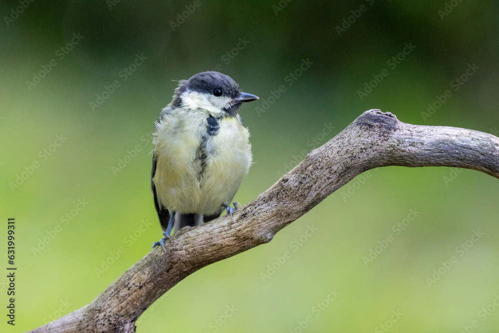 Naklejka premium Kohlmeise (Parus major)