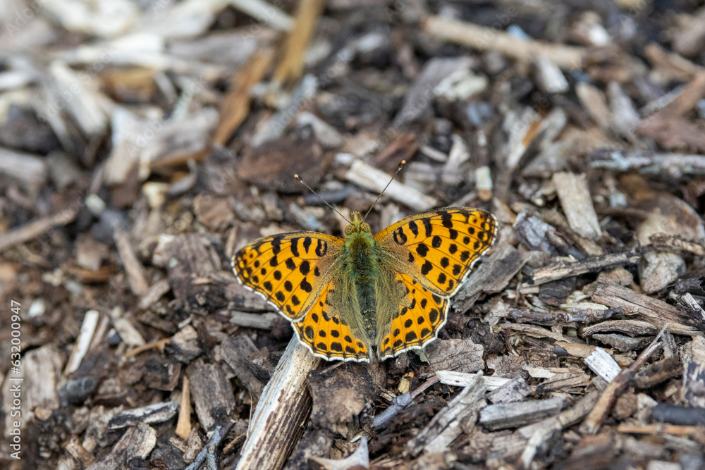 Obraz premium Kleiner Perlmutterfalter (Issoria lathonia)