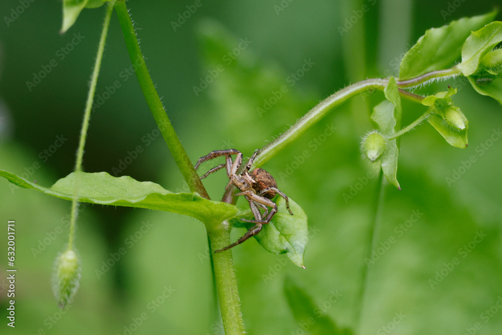Krabbenspinne
Krabbenspinne