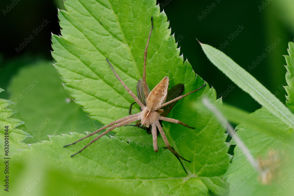Listspinne (Pisaura mirabilis) Listspinne (Pisaura mirabilis)