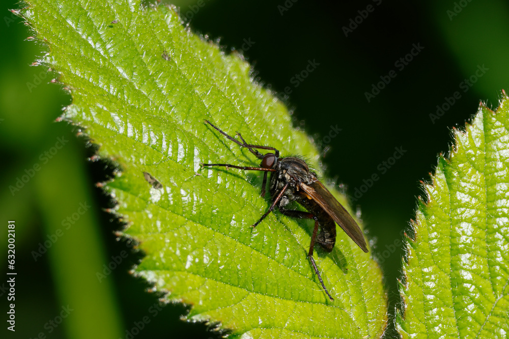 Gewürfelte Tanzfliege (Empis tesselata) Gewürfelte Tanzfliege (Empis tesselata)