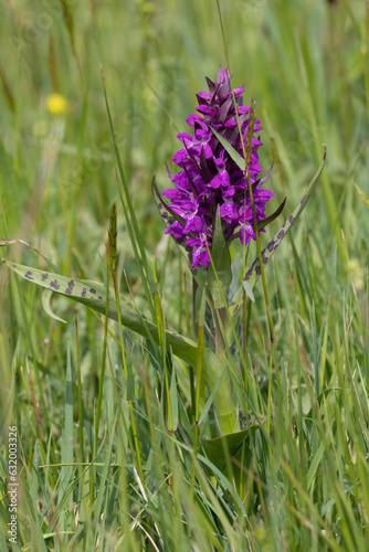 Knabenkraut-Orchidee in der Eifel photo